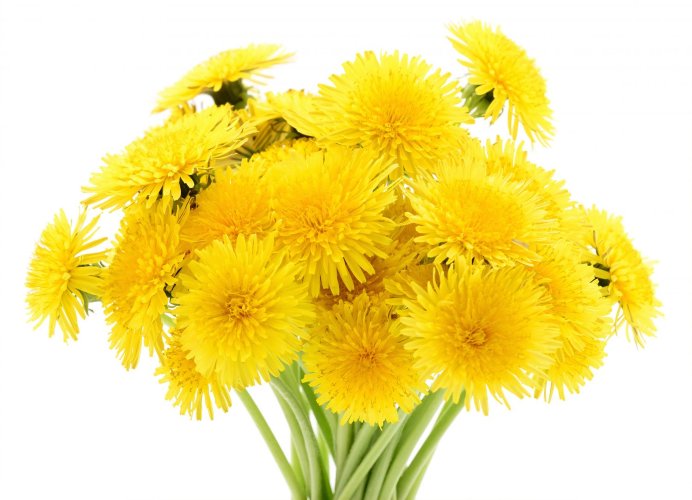 Гидролат Одуванчика  